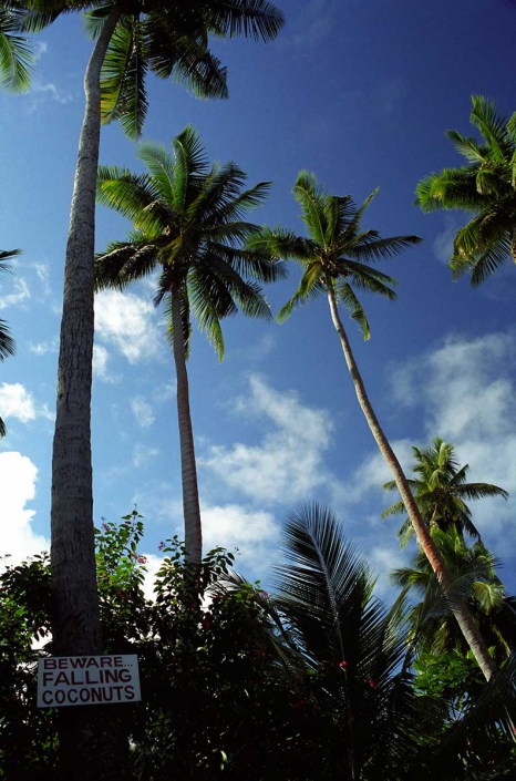 Fiji, Matacawa Levu - Achtung Kokosnüsse