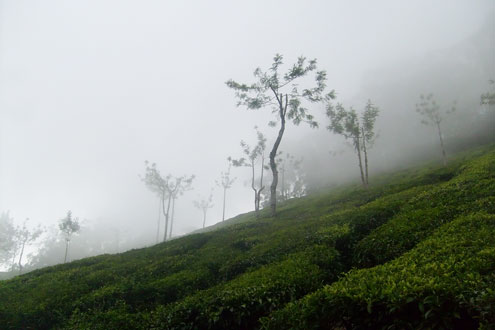 Munnar Tee Terrassen, Indien